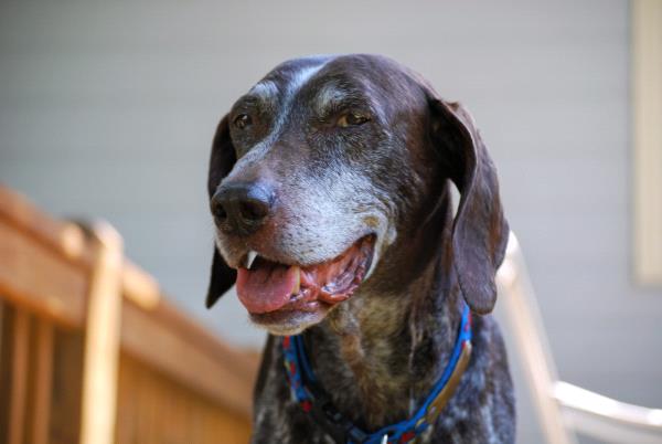/Images/uploads/Southeast German Shorthaired Pointer Rescue/segspcalendarcontest2018/entries/8949thumb.jpg